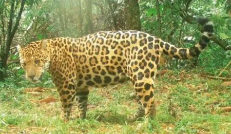 Identifican un hongo y parásito en un yaguareté imagen-12