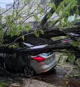 “Una desgracia con suerte”: un médico quedó atrapado en su auto tras la caída de un árbol durante la tormenta imagen-3