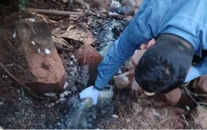 Puerto Rico: Ecología investiga posible contaminación en el arroyo León imagen-3