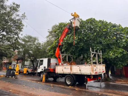 Energía de Misiones continúa trabajando en distintos frentes para recuperar servicio eléctrico imagen-16