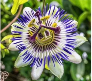 Jardín América cuenta con su flor representativa para la Expo Región de las Flores imagen-3