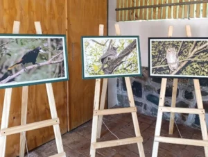 "Conocé Misiones a través de sus aves", muestra itinerante en la Gruta India imagen-1