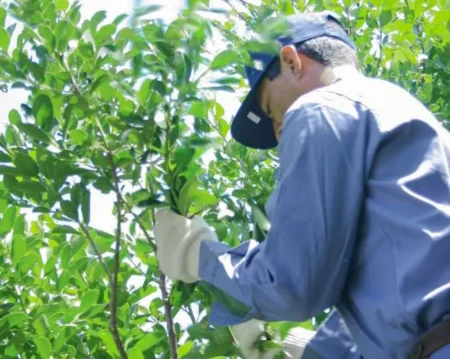 Se oficializó el sistema digital de la trazabilidad de la yerba mate imagen-10
