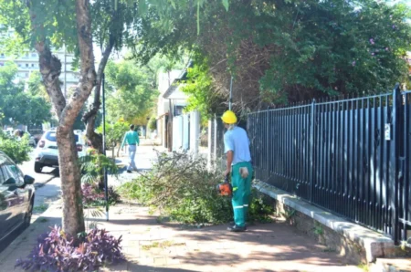 Posadas: suspenden operativo de poda y rearman cronograma imagen-17