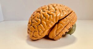 A qué edad el cerebro comienza a envejecer más rápido, según la ciencia imagen-2