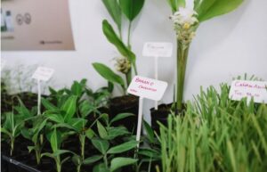 Salta compra más de 300 mil plantines de banana con biotecnología misionera imagen-3