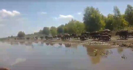 "Se han disparado alarmantemente": autorizan en una provincia la caza deportiva de dos de la mayores pagas que impactan en la actividad agropecuaria imagen-15