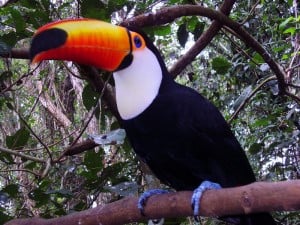 Reporte WWF | El sector financiero de América Latina se encuentra en un momento crucial para abordar las crisis interrelacionadas al cambio climático y la pérdida de biodiversidad imagen-11