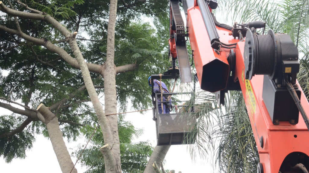 Podas en Oberá: Se trabaja con grúa para árboles grandes | OberaInside.com.ar La Noticia Junto a VosPodas en Oberá: Se trabaja con grúa para árboles g... imagen-5