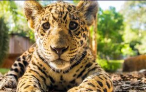 Destinarán $500 millones al proyecto de reintroducción de yaguaretés en la Reserva de Biosfera Yabotí imagen-1