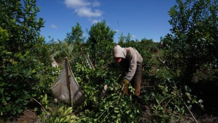 Corrientes supera a Misiones y lidera la producción de yerba mate en el inicio de la zafra 2025 imagen-14
