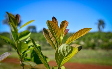 Misiones implementa un sistema de trazabilidad para transparentar la cadena de la Yerba Mate imagen-22