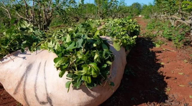 La cosecha de yerba mate cayó a mínimos históricos y los productores advierten por el colapso del sector imagen-5