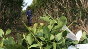 ¿Se viene el Instituto Misionero de la Yerba Mate? Detalles del diálogo entre el gobierno provincial y los productores imagen-1