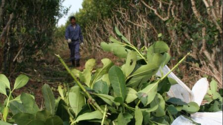 ¿Se viene el Instituto Misionero de la Yerba Mate? Detalles del diálogo entre el gobierno provincial y los productores imagen-10