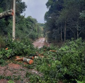 Energía de misiones realiza un intenso trabajo en San Pedro tras destrozos por vientos de gran potencia imagen-8