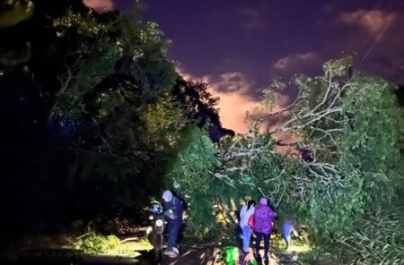 Tormenta sorpresiva en Eldorado: granizo, árboles caídos y viviendas afectadas, pero sin víctimas imagen-7