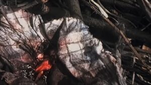 Costó 35.000 dólares y recaudó 248 millones: es una de las películas más rentables de la historia, pero muy pocos pueden ver la versión original que grabaron los directores imagen-2