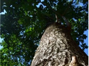 Conocé al árbol de Kina, una de las especies nativas de la Selva Misionera valorada por su madera y sus propiedades medicinales imagen-7