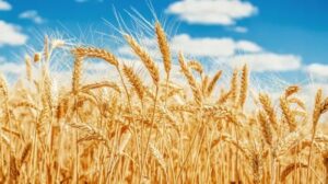 El mercado del trigo nuevo y la rentabilidad de los cultivos para el ciclo 2025/26 imagen-2