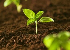 Bioinsumos: llaman a fortalecer políticas y alianzas regionales para transformar la agricultura en América Latina imagen-2