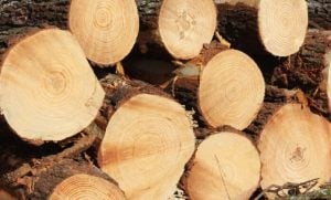 El estado de Santa Catarina lidera en superficie plantada con pinos en Brasil imagen-9