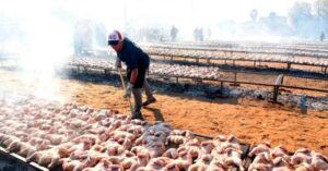 Concepción del Uruguay rompió un Récord Guinness con más de 8.600 kilos de pollo asado imagen-1