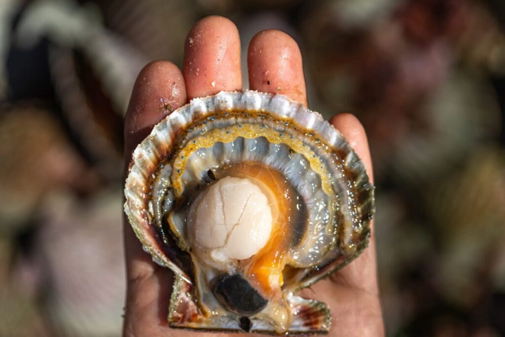 ¿Por qué tanta gente tiene alergia a los mariscos? imagen-4