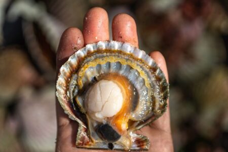 ¿Por qué tanta gente tiene alergia a los mariscos? imagen-9