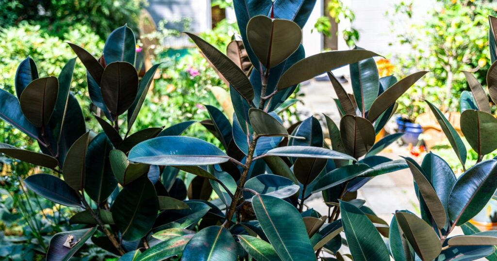 Esta planta transforma tu jardín en semanas: por qué crece tan rápido y cuáles son sus principales cuidados imagen-5