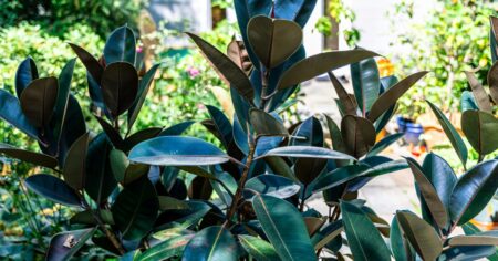Esta planta transforma tu jardín en semanas: por qué crece tan rápido y cuáles son sus principales cuidados imagen-19