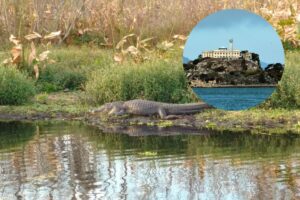 Alligator Alcatraz: cómo es la temible nueva cárcel para migrantes que Florida quiere construir rodeada de caimanes imagen-3