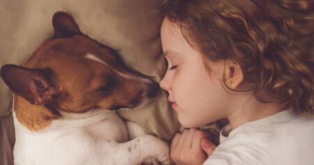 Por qué tu perro elige dormir en tu almohada y qué quiere decir imagen-11