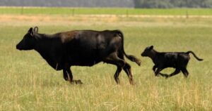 Se necesita un 18% menos de kilos de ternero para comprar una hectárea de campo que el promedio de los últimos 23 años imagen-3