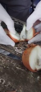 Creatividad delictiva: ocultaron drogas en cebollas para burlar controles imagen-1