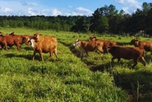 Profesionales forestales reclaman al Gobierno Nacional preservar el rol estratégico del INTA para el desarrollo productivo imagen-6