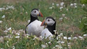 La pequeña isla que se convirtió en un raro éxito en la conservación de aves vulnerables a la extinción imagen-3