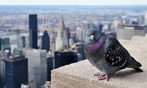 Nueva York y las palomas: una pasión contradictoria imagen-3
