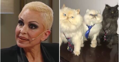 Daniela Cardone reveló por qué decidió embalsamar a sus siete gatos: "Están en una vitrina” imagen-24