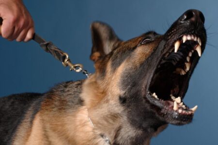 Por qué los perros ladran a algunas personas y a otras no imagen-11