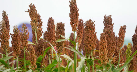 La oportunidad que se le presenta a un cultivo en medio de la guerra comercial entre China y Estados Unidos imagen-15
