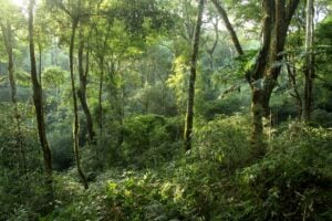 El desafío de un desarrollo sostenible con los bosques argentinos: un mosaico de realidades socioeconómicas y ambientales en quince cuencas forestales imagen-4