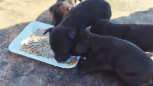 Rescataron seis perros en Oberá y Jardín América: ahora buscan familias que los adopten imagen-2