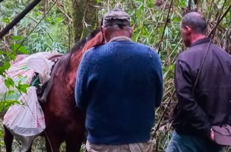 Interceptan a cazadores furtivos dentro del Parque Provincial Urugua-í imagen-9