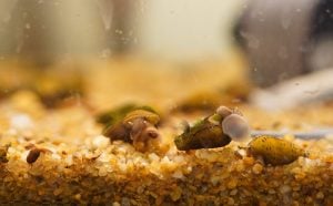Día Mundial del Ambiente | Cada vez más especies afectadas por los microplásticos y fibras sintéticas imagen-3