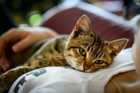 ¿Qué dice la psicología de las personas que aman a los gatos? Tienen rasgos y características especiales imagen-8