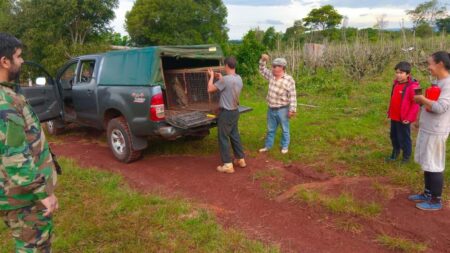 Guardaparques reubicaron un ejemplar de margay que fue resguardado por un vecino de Colonia Primavera imagen-7