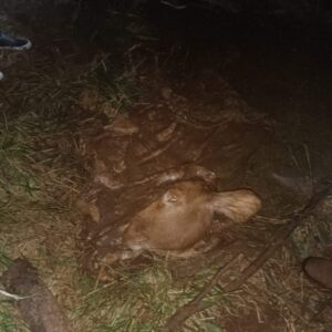 Paraje La Selva: abigeato con disparos en la cabeza de dos vacunos, a 12 km del centro de Andresito imagen-1
