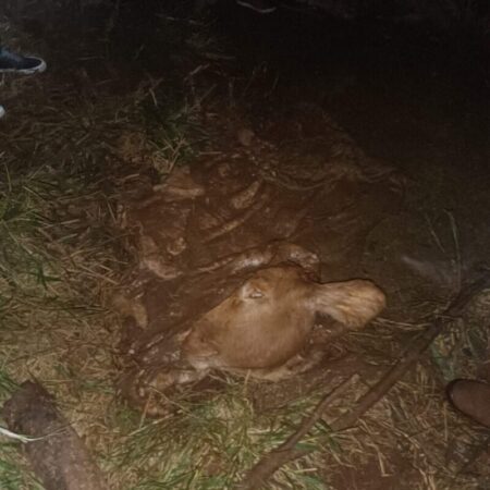 Paraje La Selva: abigeato con disparos en la cabeza de dos vacunos, a 12 km del centro de Andresito imagen-6