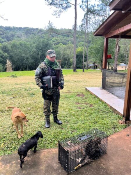Un felino salvaje apareció en un camping de Alem y acampantes solicitaron auxilio a la Policía imagen-28